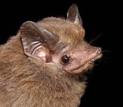 Peropteryx macrotis