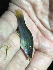 Xiphophorus hellerii