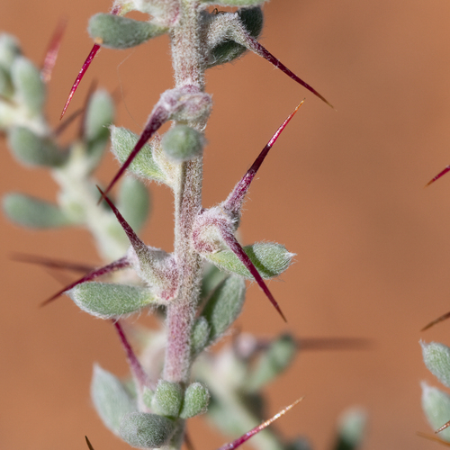 Limestone Copperburr (Sclerolaena obliquicuspis)
