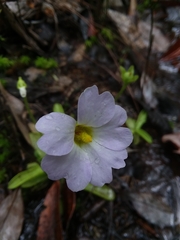 Pinguicula primuliflora