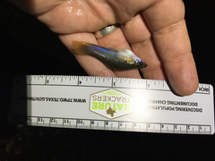 Xiphophorus hellerii