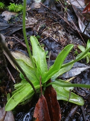 Pinguicula primuliflora