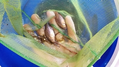 Enneacanthus gloriosus