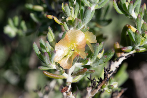Satiny Bluebush (Maireana georgei)