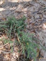 demianlescano, CC0, iNaturalist via GBIF Cardionema ramosissima, photograph demianlescano, CC0, iNaturalist via GBIF
