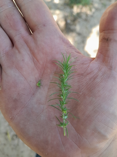 Cardionema ramosissima, photograph 6