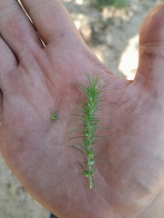 Cardionema ramosissima, photograph demianlescano, CC0, iNaturalist via GBIF