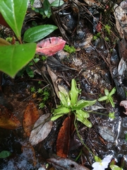 Pinguicula primuliflora
