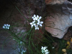 Dryopetalon runcinatum