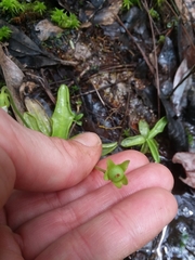 Pinguicula primuliflora