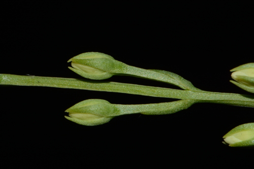 Image of Bartonia virginica by (c) Brian Finzel, some rights reserved (CC BY-SA)