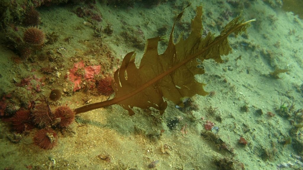 Palm's Poke - La Wakame (Undaria pinnatifida) è un'alga marina