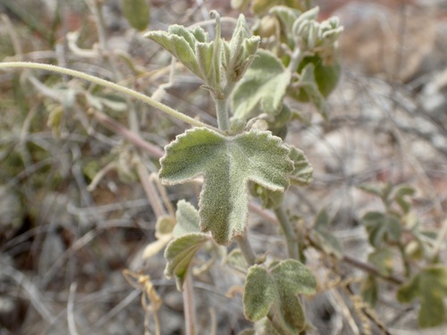 Image of Passiflora arida by (c) Sue Carnahan, some rights reserved (CC BY)