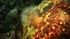 Metridium senile