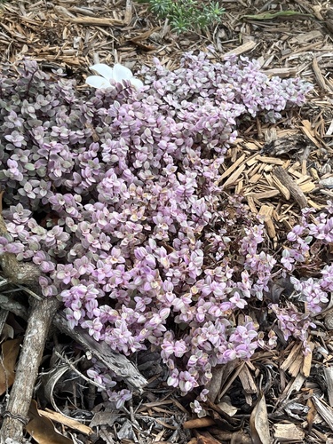 Foto de Tradescantia-nanica