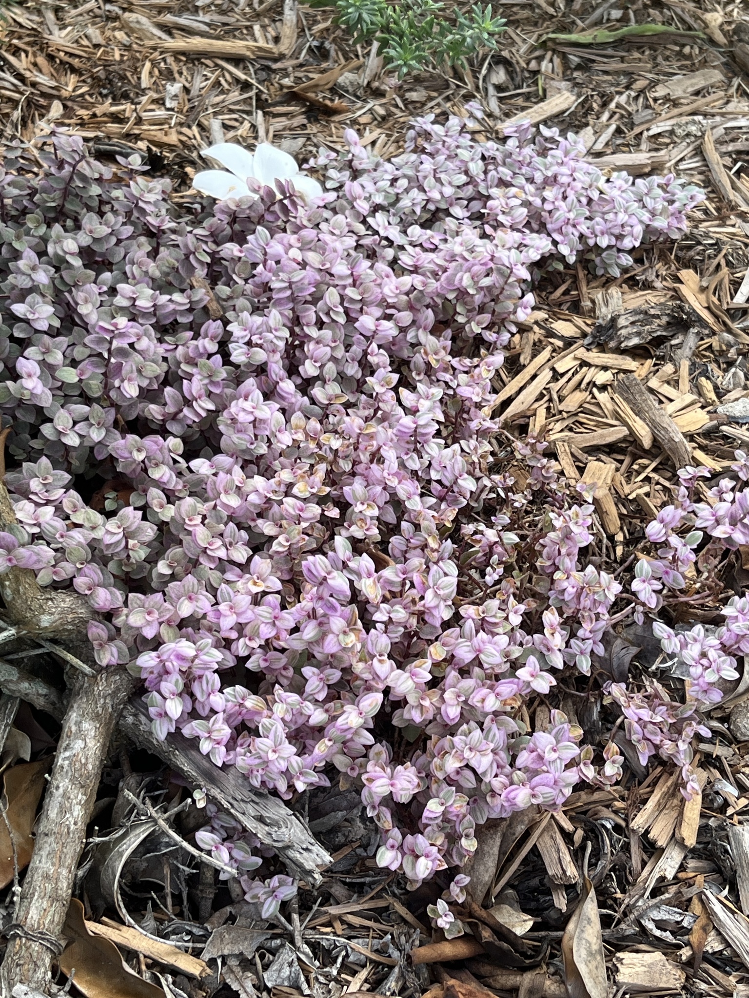 Imagem de Tradescantia-nanica