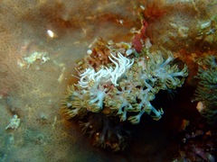 Phyllodesmium