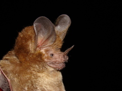 Trachops cirrhosus
