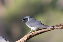Masked Woodswallow photo 5
