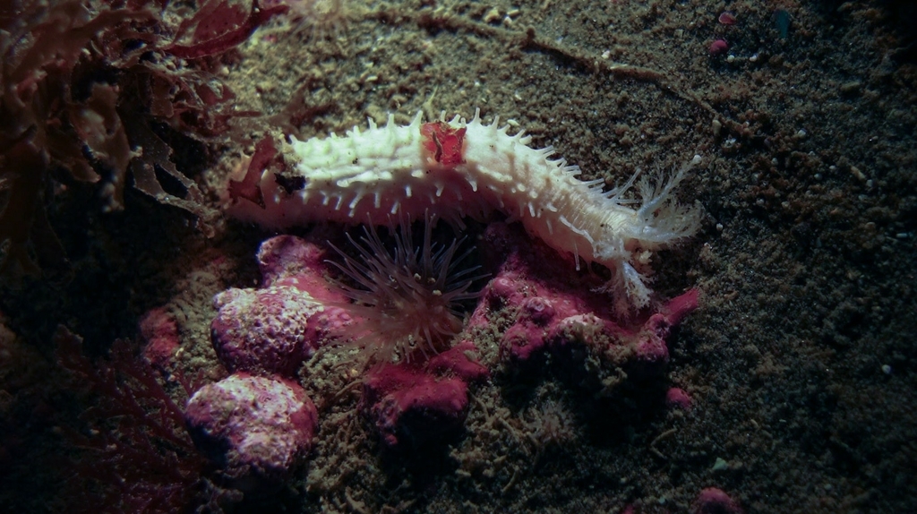 Pentactella