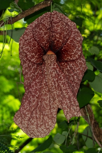 Aristolochia gigantea