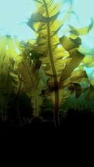 Undaria pinnatifida