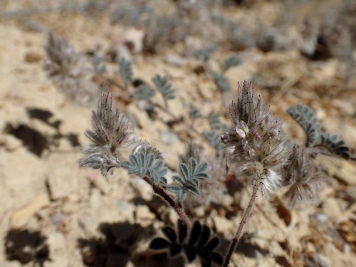 Image of Dalea mollis by (c) Sue Carnahan, some rights reserved (CC BY)