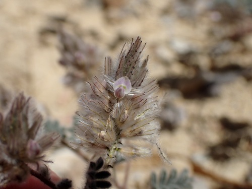 Image of Dalea mollis by (c) Sue Carnahan, some rights reserved (CC BY)