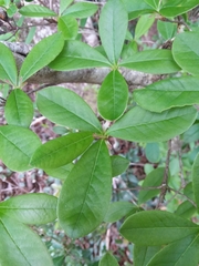 Rhododendron serrulatum