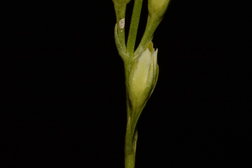 Image of Bartonia virginica by (c) Brian Finzel, some rights reserved (CC BY-SA)