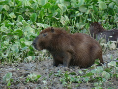 Hydrochoerus hydrochaeris