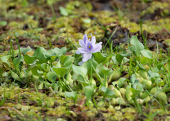 Eichhornia crassipes image