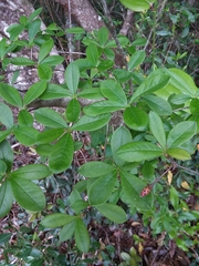 Rhododendron serrulatum