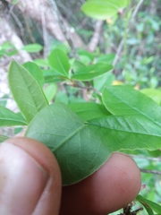 Rhododendron serrulatum