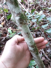 Rhododendron serrulatum