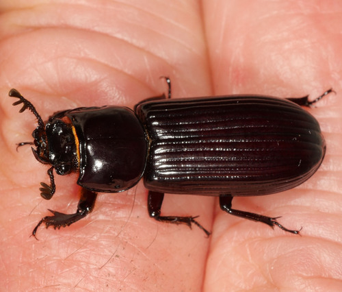 Aulacocyclus aliicornis · iNaturalist
