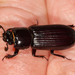 Aulacocyclus aliicornis - Photo (c) triplett, some rights reserved (CC BY-NC), uploaded by triplett