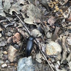 Coelocnemis dilaticollis