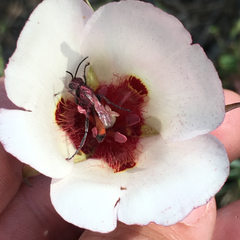 Calochortus