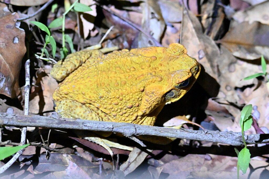 Cane Toad from Brisbane QLD, Australia on January 13, 2024 at 0832 PM