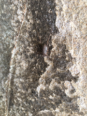 Protolophus