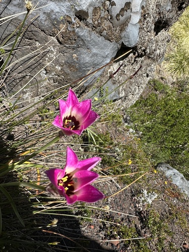 Rhodolirium andicola, photograph 3