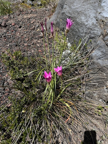 Rhodolirium andicola, photograph 4