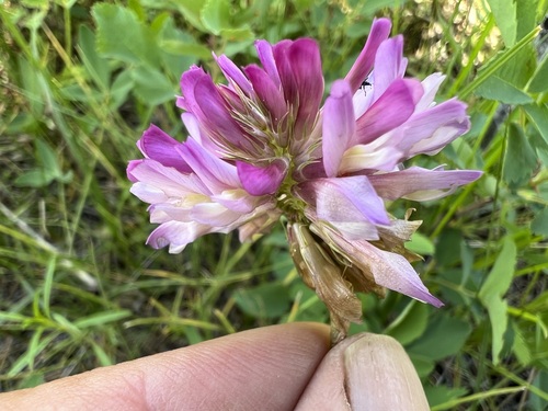Image of Trifolium beckwithii by (c) Steve Matson, some rights reserved (CC BY)