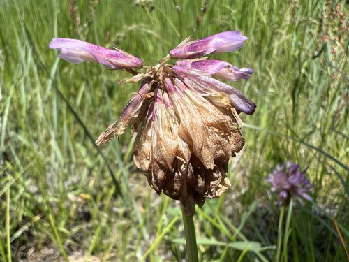 Image of Trifolium beckwithii by (c) Steve Matson, some rights reserved (CC BY)