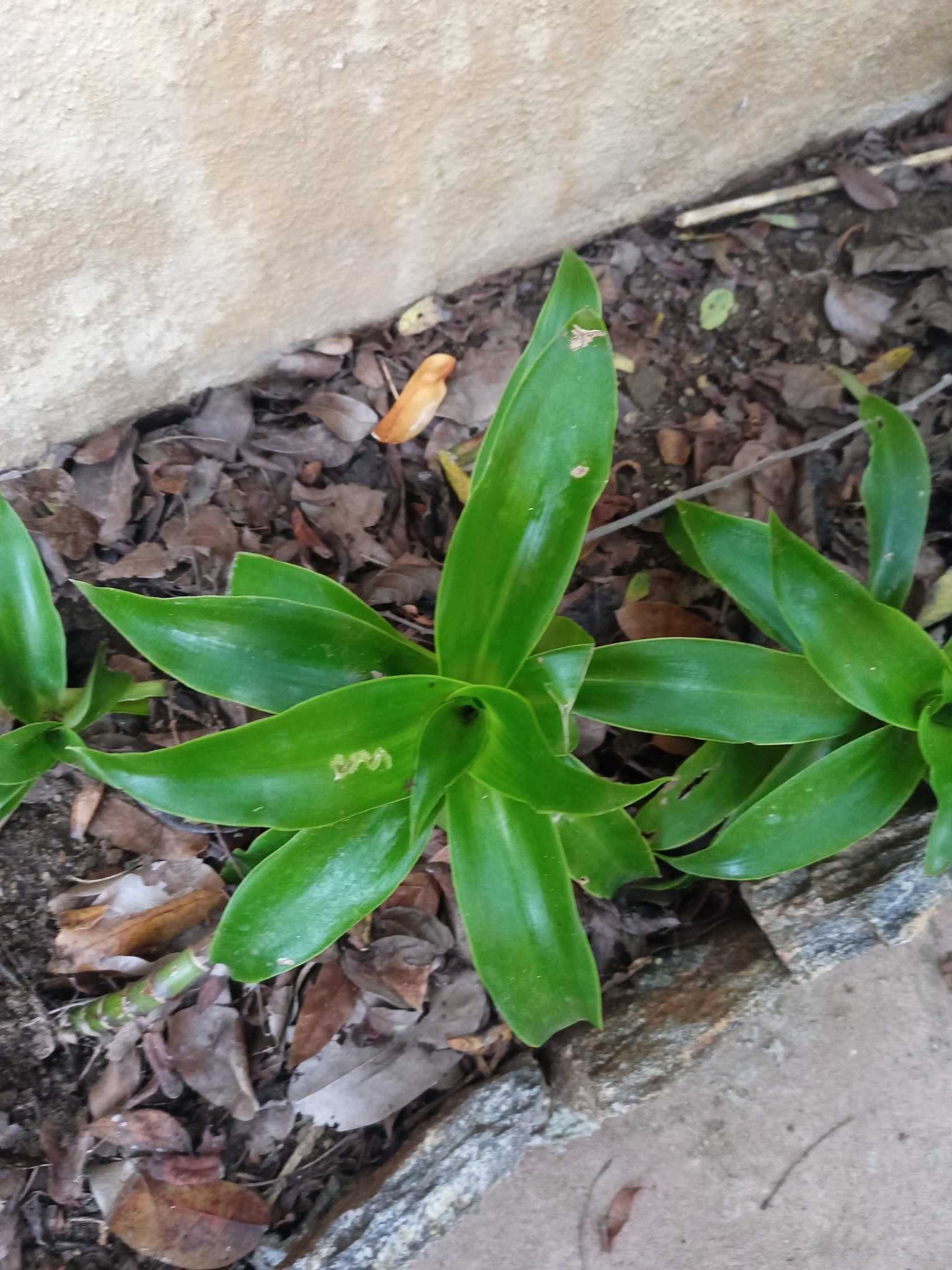 Imagem de Planta de cesta