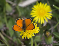 Lycaena ottomanus