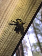 Xylocopa virginica