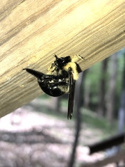 Xylocopa virginica