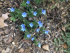 Lithodora